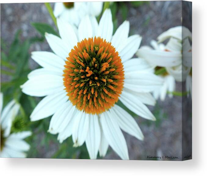 Cone Canvas Print featuring the photograph White Cone Flower by Kimmary MacLean