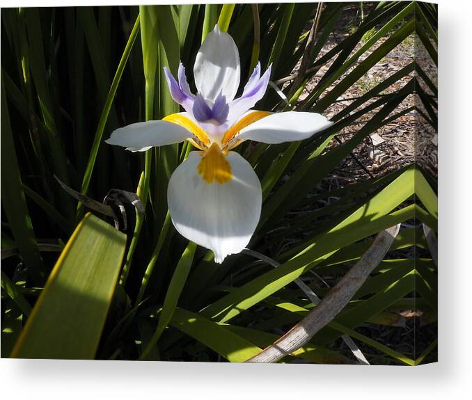 Botanical Canvas Print featuring the photograph Single White Day Lily by Richard Thomas