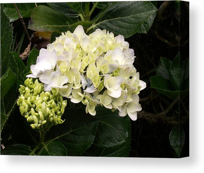 Flower Canvas Print featuring the photograph White Hydrangeas by Amy Fose