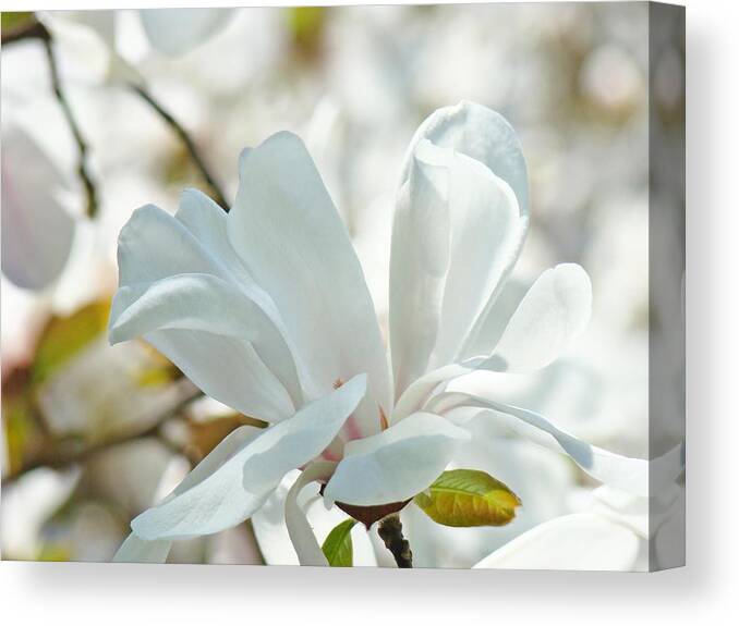 Magnolia Canvas Print featuring the photograph White Magnolia Tree Flower art prints Magnolias Baslee Troutman by Patti Baslee