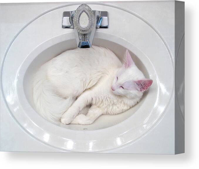 Cat Canvas Print featuring the photograph White on White by Julie Niemela