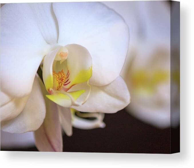 Orchid Canvas Print featuring the photograph White Orchid by R Scott Duncan