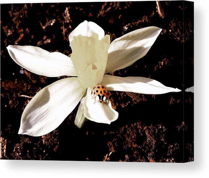 Nature Canvas Print featuring the photograph White Out by Karen Scovill