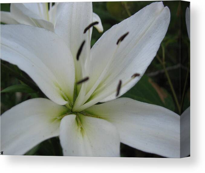 White Flower Canvas Print featuring the photograph White Pearl by Debra   Vatalaro