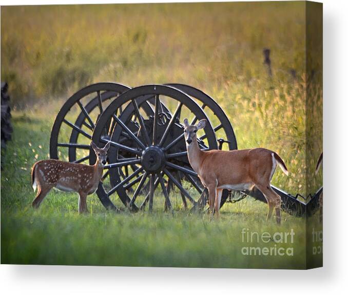 Nature Canvas Print featuring the photograph Whitetail Deer At Battlefield by Nava Thompson