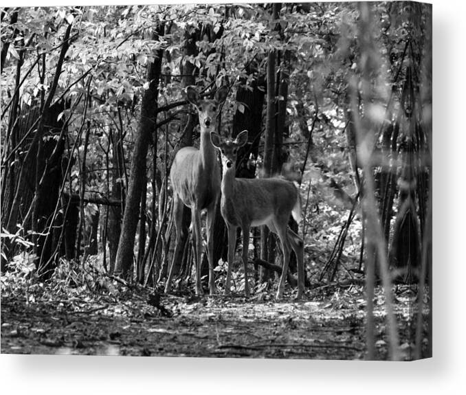 Hovind Canvas Print featuring the photograph Whitetail Walk in the Woods by Scott Hovind
