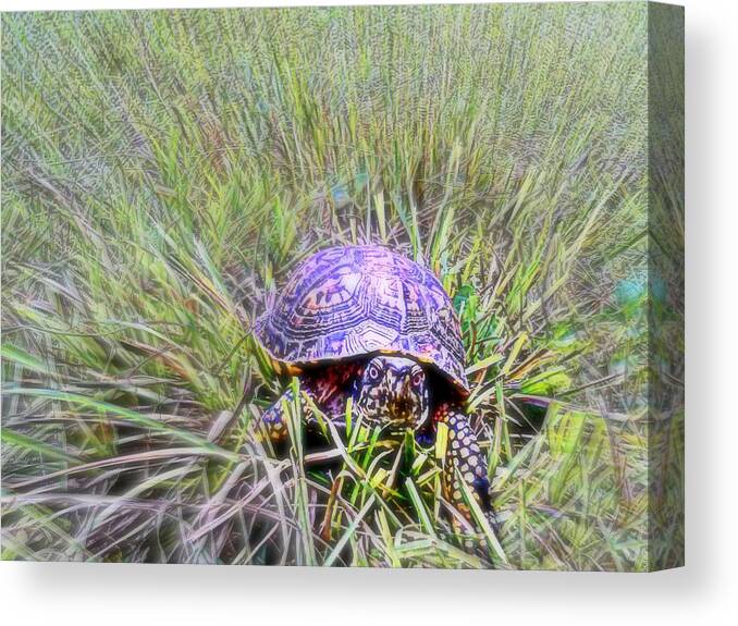 Turtle Canvas Print featuring the photograph Who Are You by Andy Rhodes