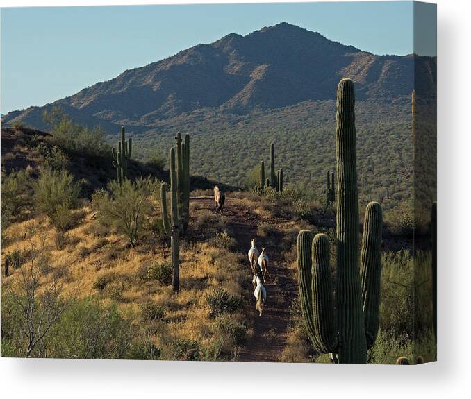Horse Canvas Print featuring the photograph Wild Horses of the Sonoran Desert by Sue Cullumber