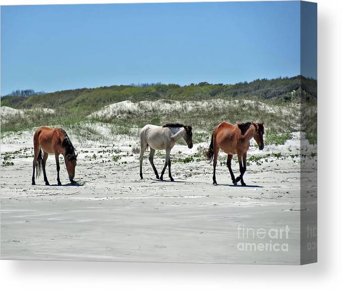 Wild Horse Canvas Print featuring the photograph Wild Horses On The Beach by D Hackett