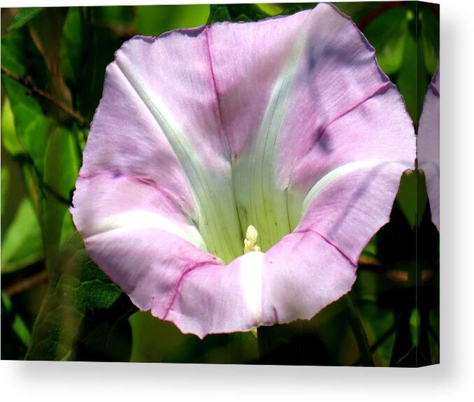 Wild Morning Glory Canvas Print featuring the photograph Wild Morning Glory by Eric Switzer