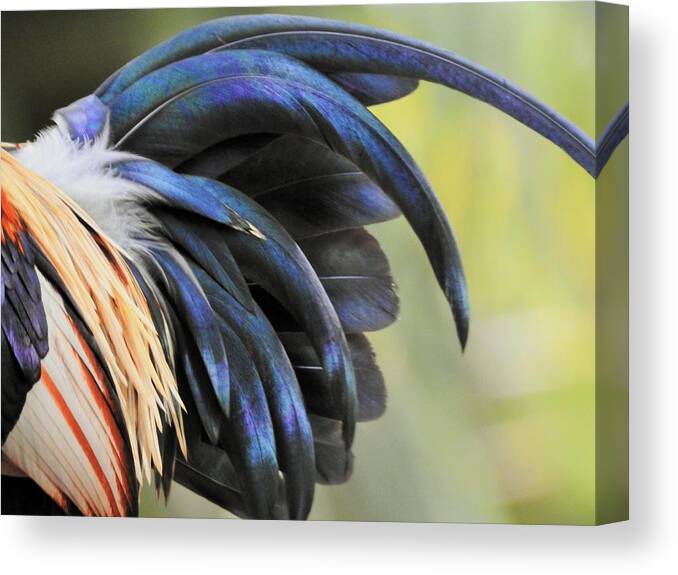 Rooster Canvas Print featuring the photograph Wild Rooster Flare by Jan Gelders