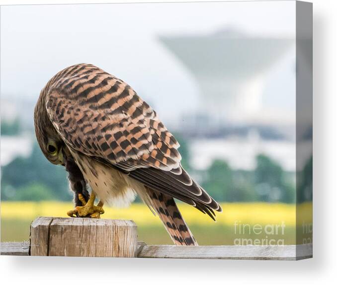 Wildlife In The City Canvas Print featuring the photograph Wildlife in the City by Torbjorn Swenelius