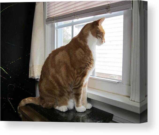 Window Cat Kitten Canvas Print featuring the photograph Window Seat by Digital Art Cafe