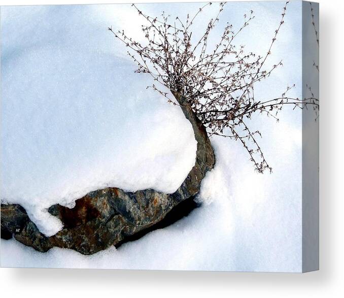 Winter Canvas Print featuring the photograph Winter Finery by Will Borden