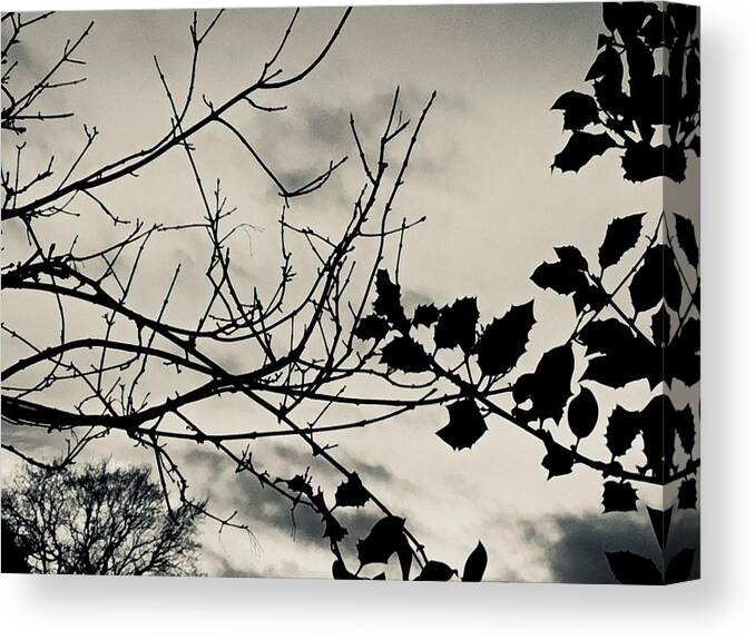 Silver Canvas Print featuring the photograph Winter holly tree silvertone by Itsonlythemoon -