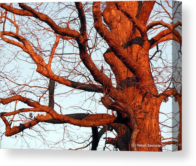 Tree Canvas Print featuring the photograph Winter Tree by Rabiah Seminole