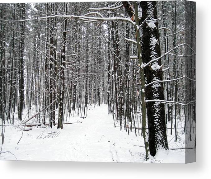 Winter Canvas Print featuring the photograph Winter Trees by Suzanne DeGeorge