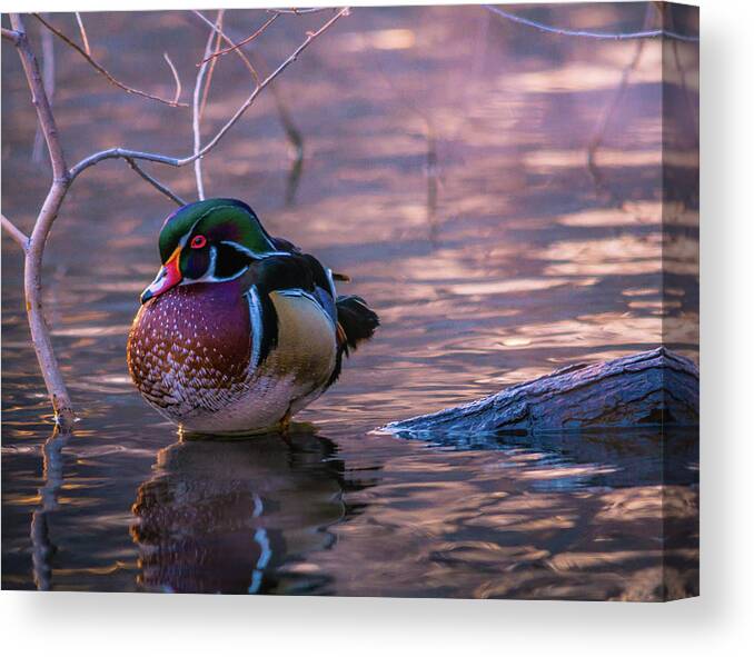 Wood Duck Canvas Print featuring the photograph Wood Duck Resting by Bryan Carter