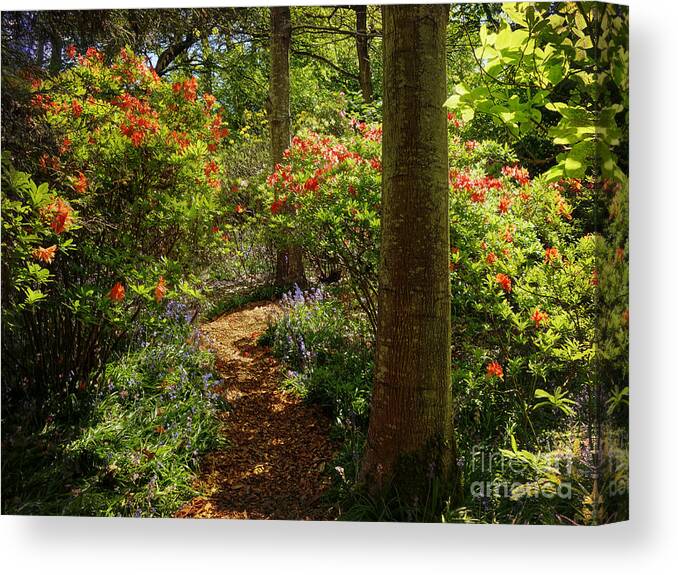 Rhododendrons Canvas Print featuring the photograph Woodland Path with Rhododendrons by Maria Janicki