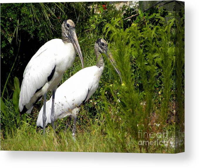 Woodstorks Canvas Print featuring the photograph Woodstork Couple by Terri Mills
