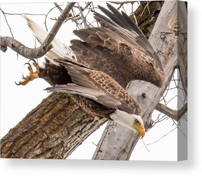 Wildlife Canvas Print featuring the photograph Yampa Perch by Kevin Dietrich