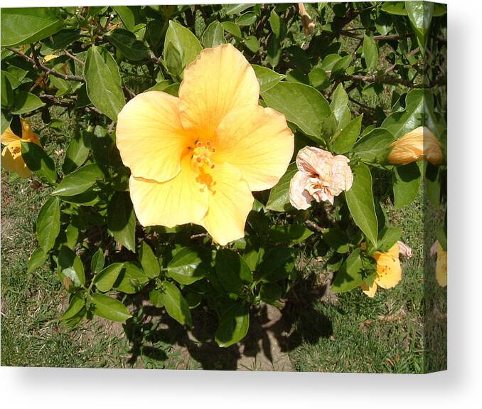 Flower Canvas Print featuring the photograph Yello Hibiscus by Laurence Northcote