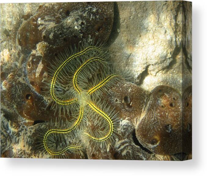 Brittle Star Canvas Print featuring the photograph Yellow Brittle Star under the Dock by Kelly Smith