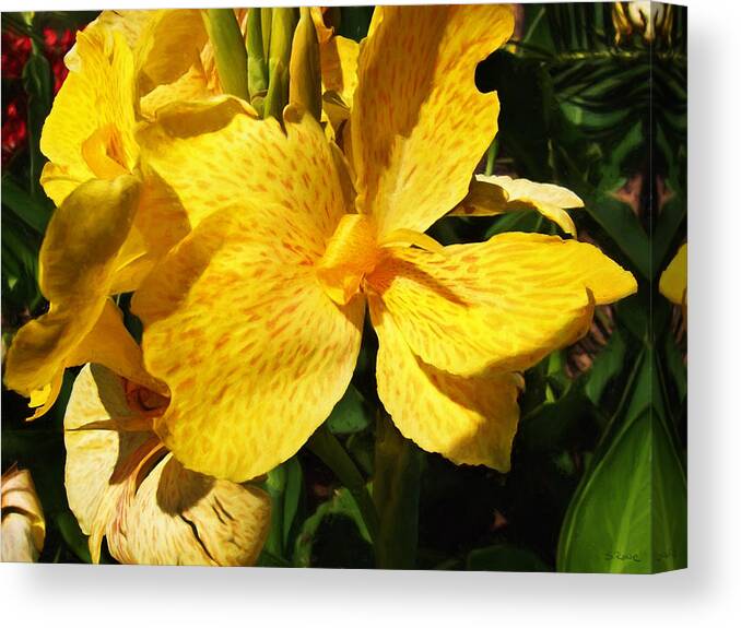 Yellow King Humbert Canvas Print featuring the photograph Yellow Canna Lily by Shawna Rowe
