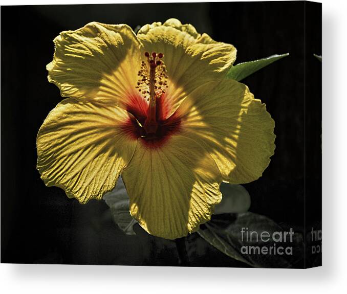 Hibiscus Canvas Print featuring the photograph Yellow Hibiscus by Norman Gabitzsch