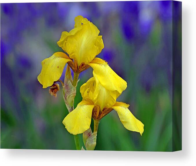 Iris Canvas Print featuring the photograph Yellow Iris by Rodney Campbell