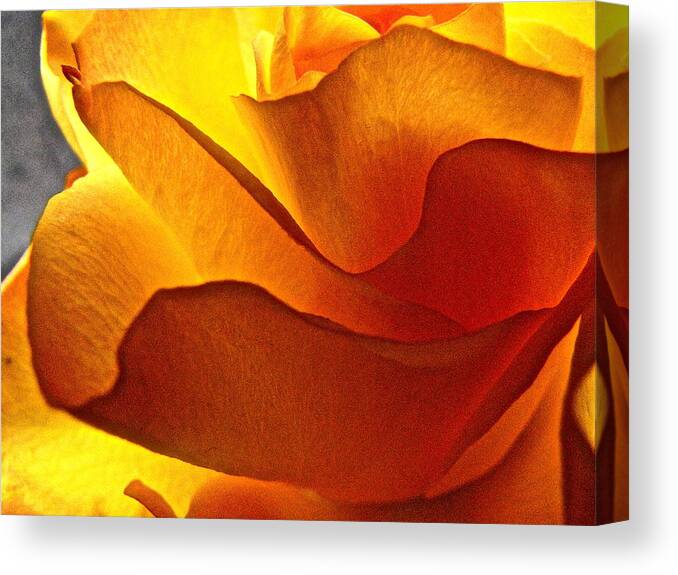 Rose Canvas Print featuring the photograph Yellow Rose in the Sun by Lori Miller