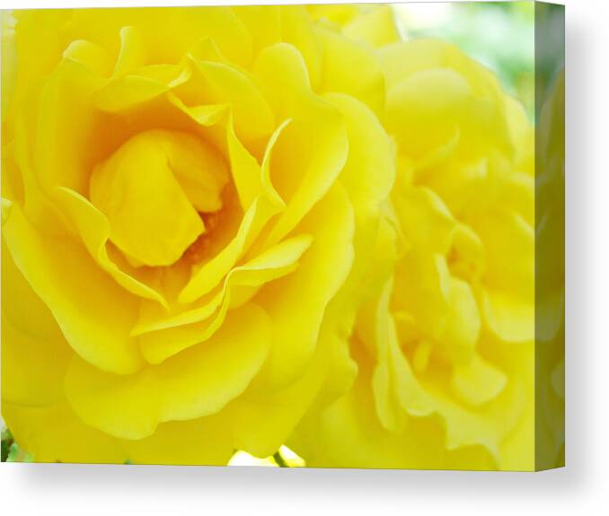 Rose Canvas Print featuring the photograph YELLOW ROSES ART PRINTS Botanical Giclee Prints Baslee Troutman by Patti Baslee