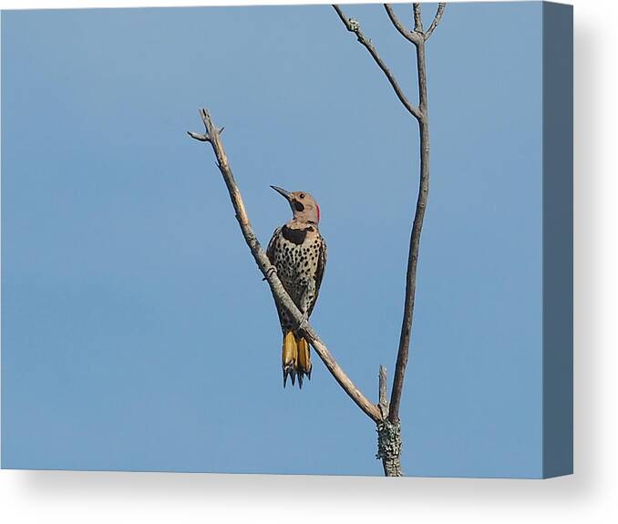 Wildlife Canvas Print featuring the photograph Yellow Shafted Flicker Front by Paula Ponath