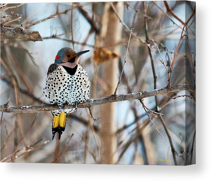 Yellow Shafted Northern Flicker Canvas Print featuring the photograph Yellow-shafted Northern Flicker Staying Warm by Ed Peterson