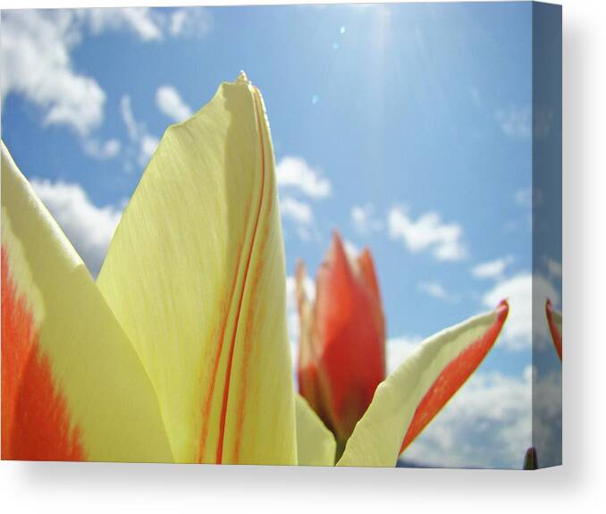 Tulip Canvas Print featuring the photograph Yellow Tulip Flower art prints Spring Blue Sky Clouds Baslee Troutman by Patti Baslee