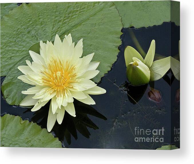 Water Llilies Canvas Print featuring the photograph Yellow Water Lily with bud Nymphaea by Heiko Koehrer-Wagner