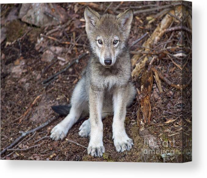 Nina Stavlund Canvas Print featuring the photograph Young and Innocent.. by Nina Stavlund