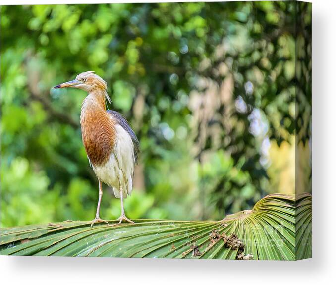 Asian Birds Canvas Print featuring the photograph Young Heron Stance by Judy Kay
