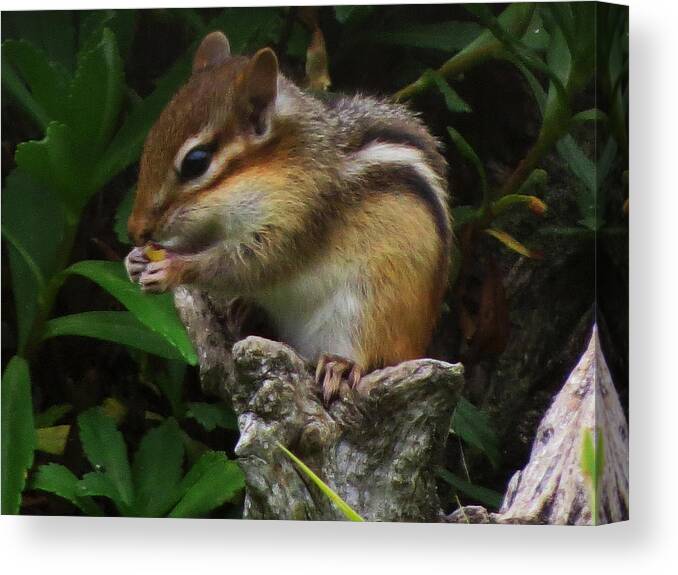 Chipmunk Canvas Print featuring the photograph Yummy by Doug Norkum
