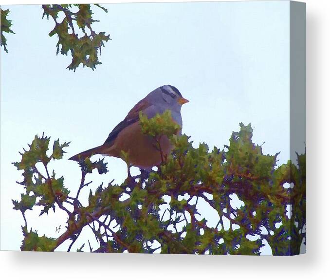 Birds Canvas Print featuring the digital art White Crowned Sparrow in Cedar by Shelli Fitzpatrick