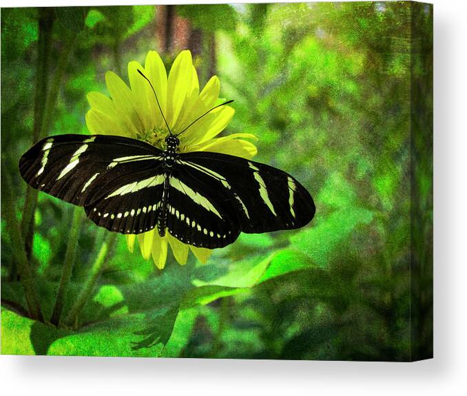 Insects Canvas Print featuring the photograph Zebra Longwing by Mary Lee Dereske