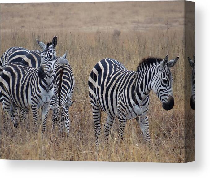 Exploramum Canvas Print featuring the photograph Zebras walking in the grass 1 by Exploramum Exploramum