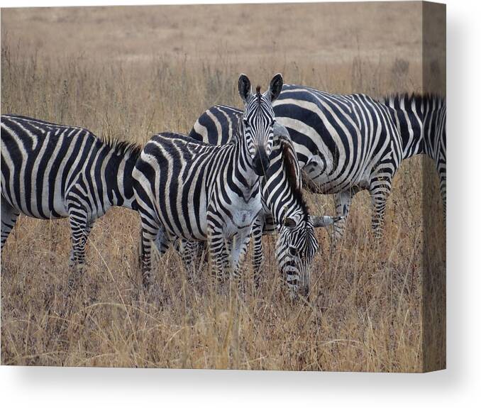 Exploramum Canvas Print featuring the photograph Zebras walking in the grass 2 by Exploramum Exploramum