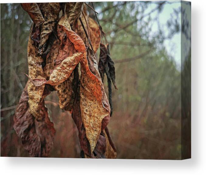 Dead Leaves Canvas Print featuring the photograph Autumn Leaves #2 by Daniel Martin