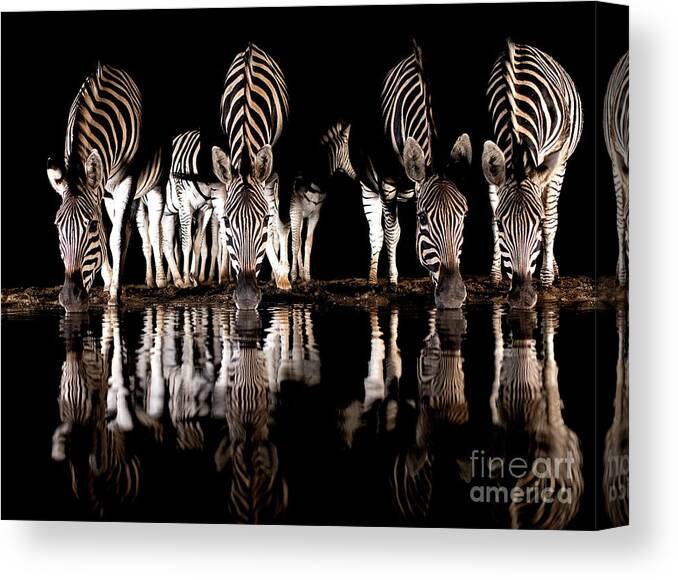 Africa Canvas Print featuring the photograph Burchell's Zebra Drinking At Night #1 by Tony Camacho/science Photo Library