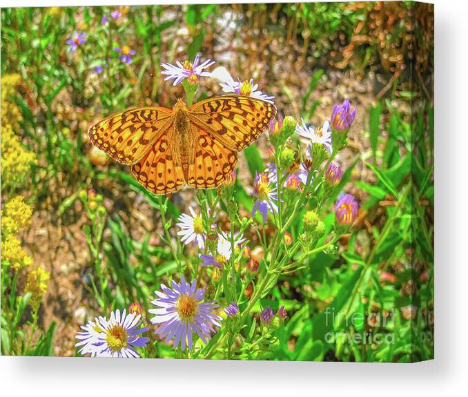 Butterfly Canvas Print featuring the photograph Coronis fritillary butterfly #1 by Benny Marty