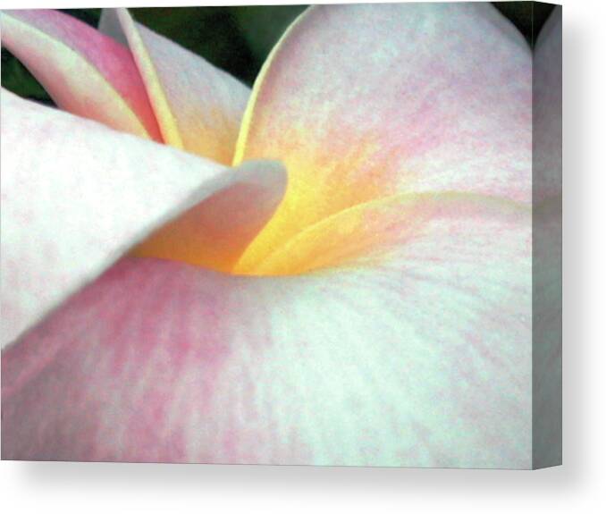 Flower Canvas Print featuring the photograph Flowers II #1 by Jim Christensen