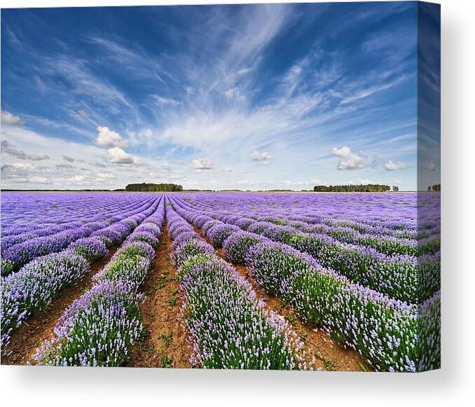 Landscape Canvas Print featuring the photograph Landscape With Blooming Lavender Field #1 by DPK-Photo