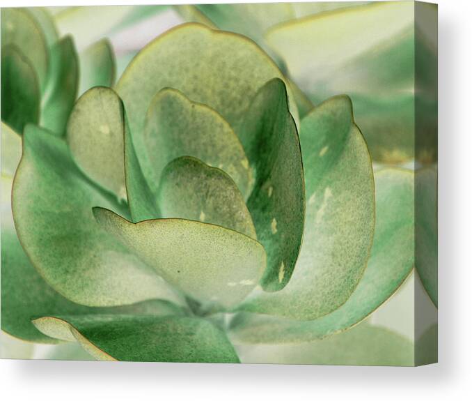 Flower Canvas Print featuring the photograph Petal I #1 by Tang Ling