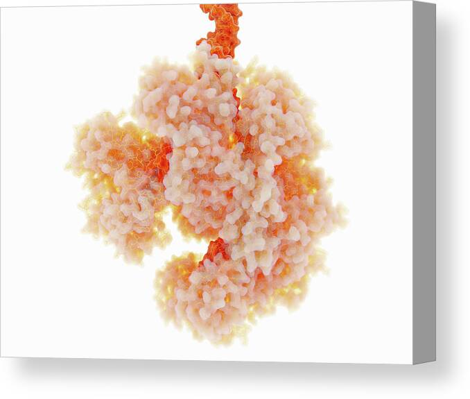 Biochemistry Canvas Print featuring the photograph Recbcd, Enzyme Of E. Coli #1 by Juan Gaertner